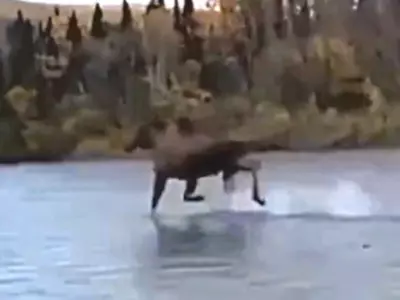 Moose Walks On Water In Alaska Viral Video