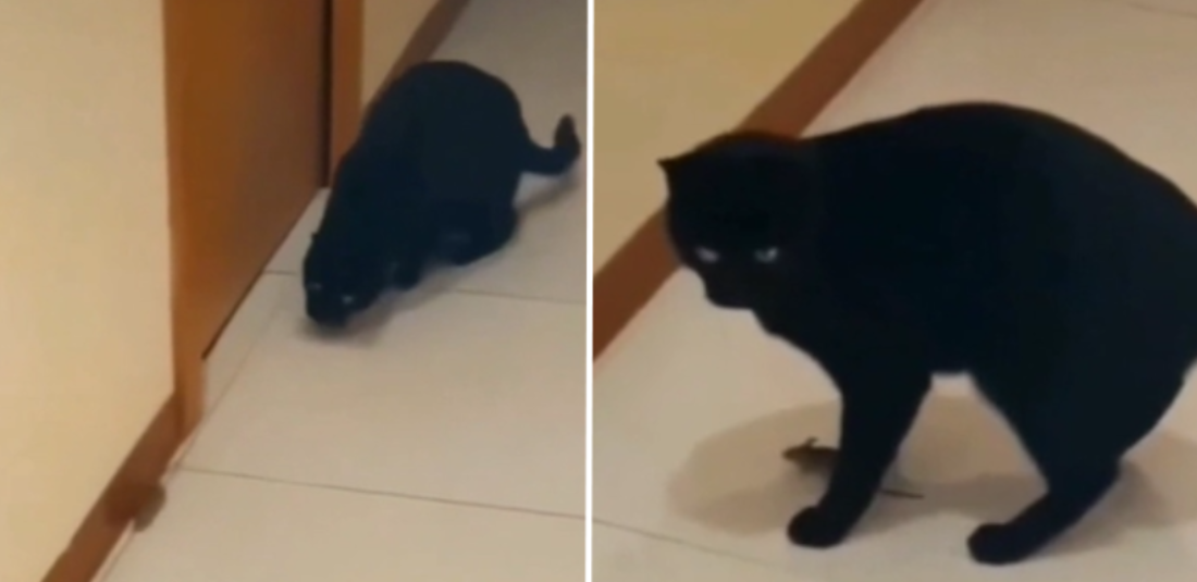 Mouse Outsmarts Cat In Viral Video