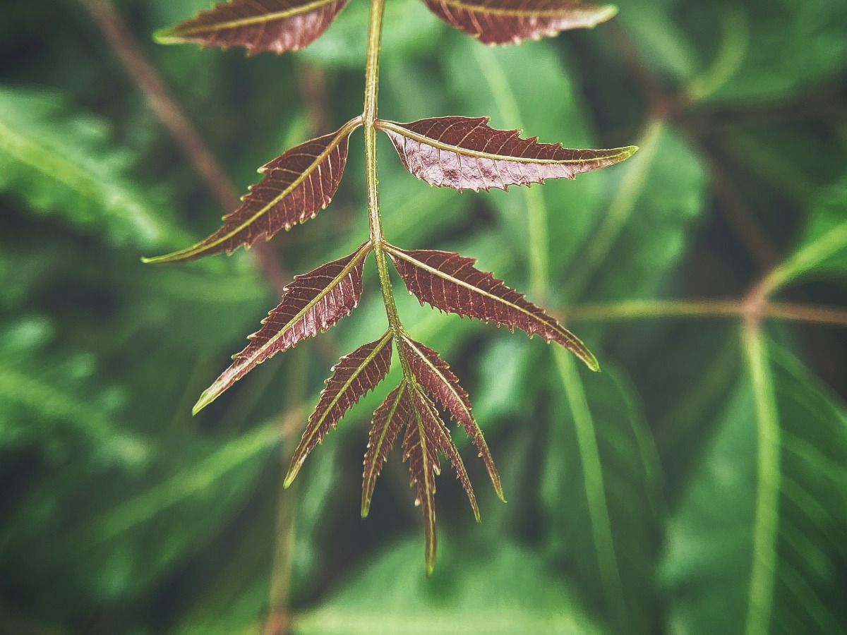 How To Grow Neem At Home From Seeds