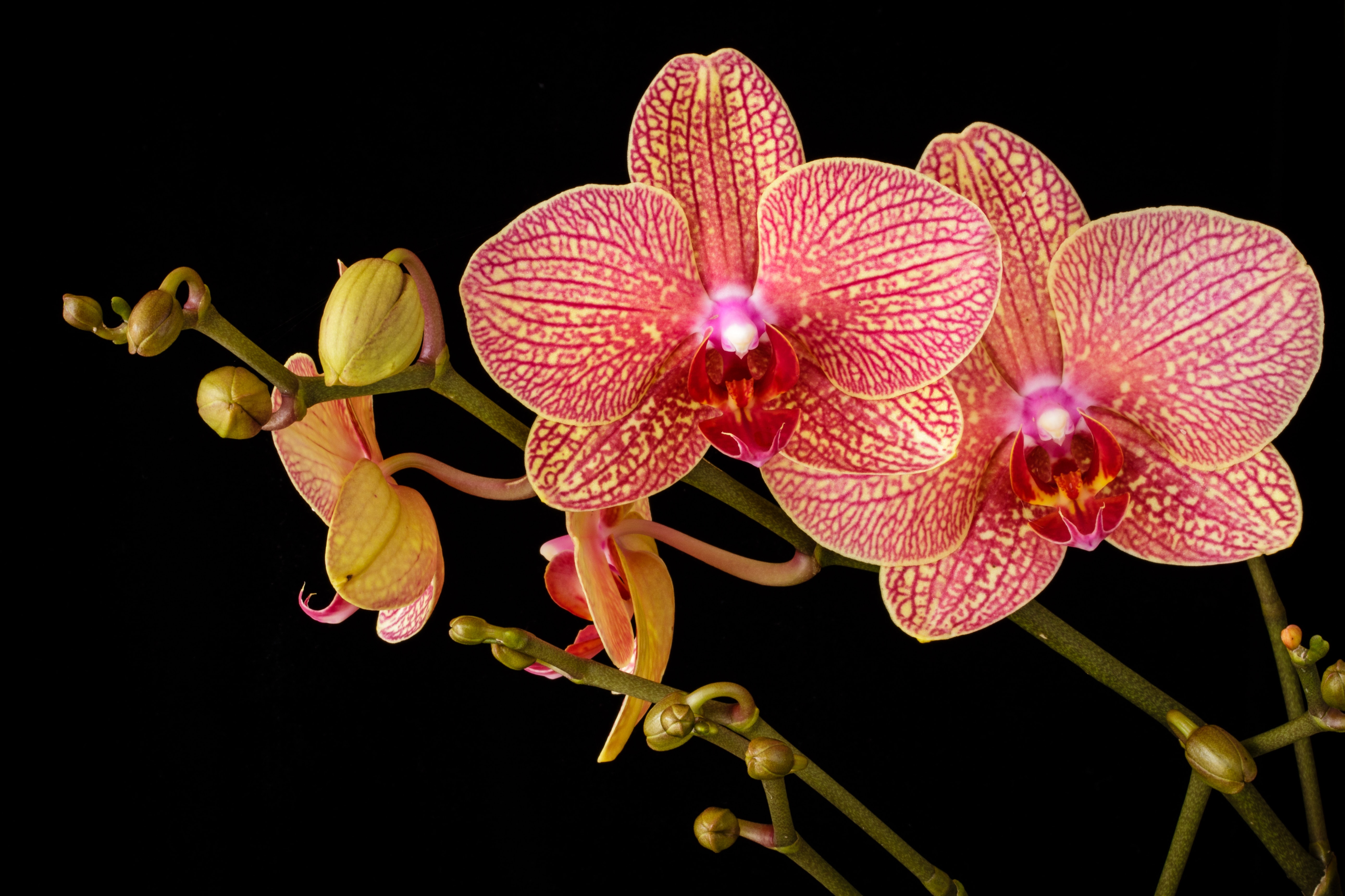 How To Grow Orchid From Seeds At Home