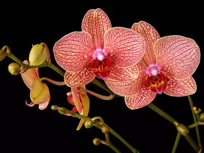 How To Grow Orchid From Seeds At Home