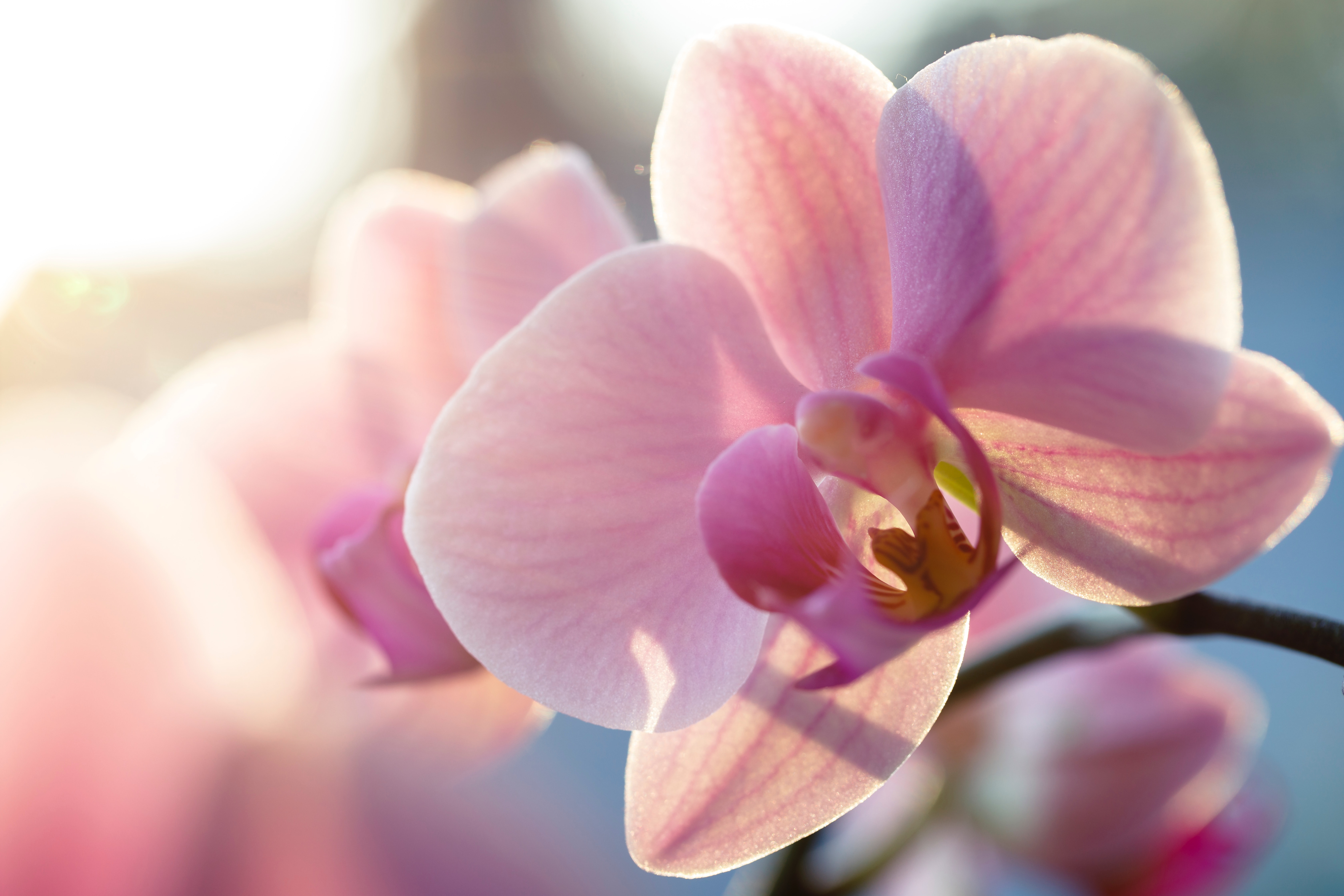 How To Grow Orchid From Seeds At Home