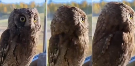  Owl Rotates Head In 270 Degree