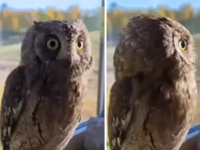  Owl Rotates Head In 270 Degree