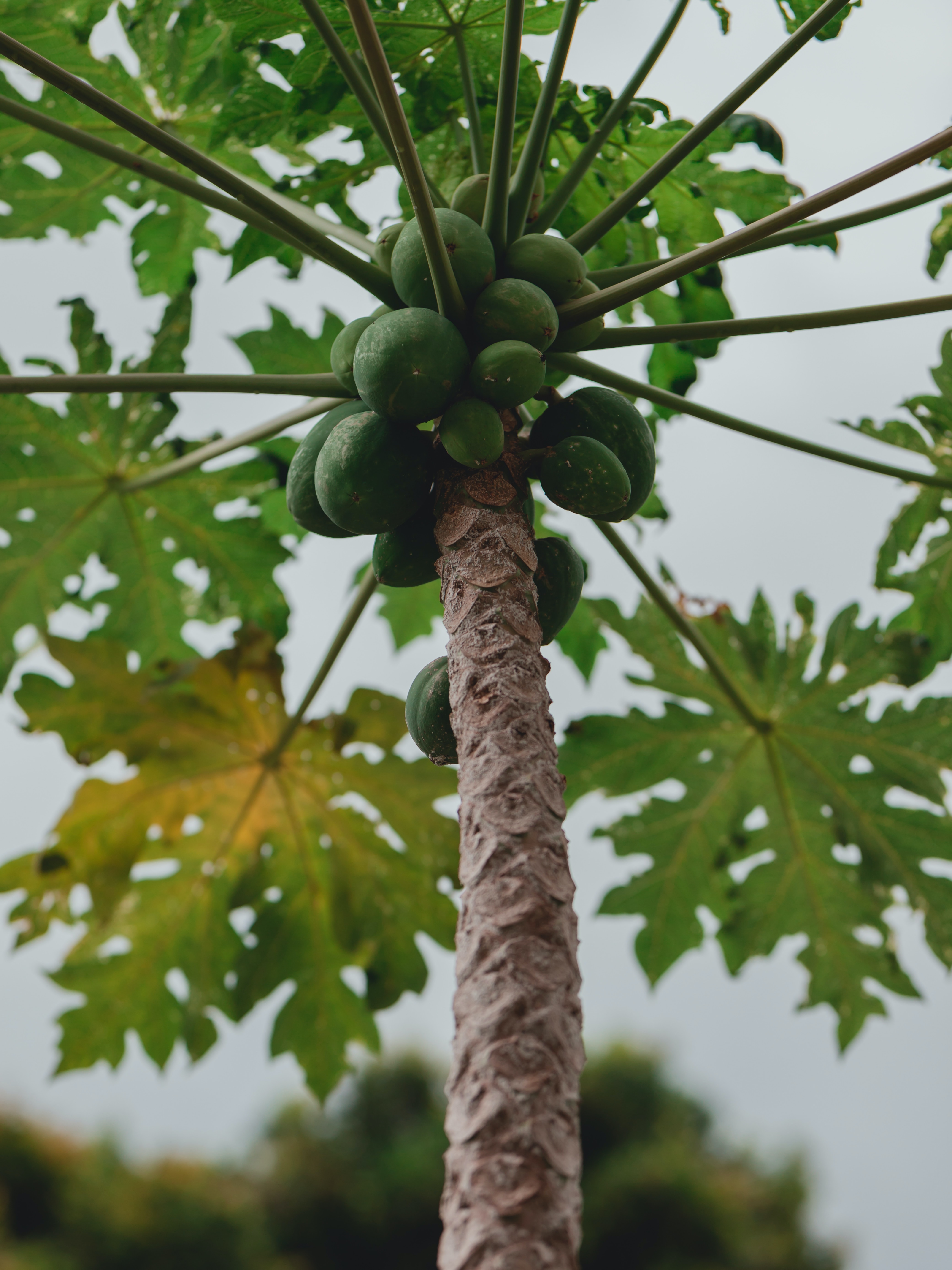 How To Grow Papaya From Seeds At Home