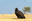 Cinereous vulture Aegypius monachus ,IUCN Status: Near Threatened