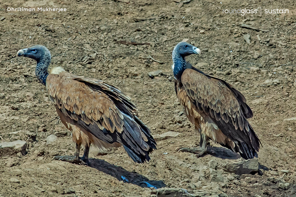 World Wildlife Day 2023: The 'Gods Of Scavenging' Meet The Vultures Of ...