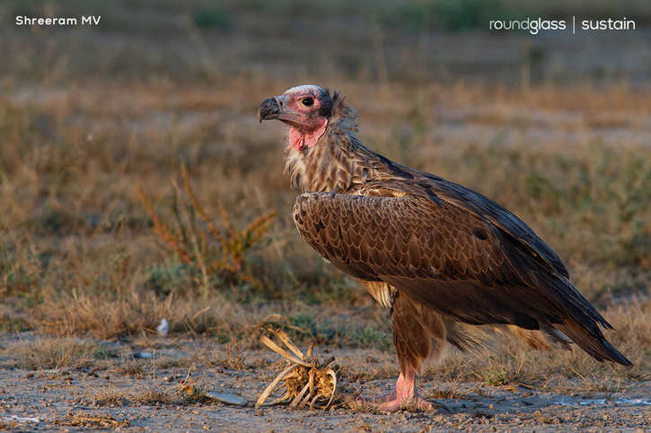 World Wildlife Day 2023: The 'Gods Of Scavenging' Meet The Vultures Of ...