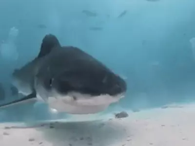 Shark Eats Diver's Cam, Footage Of Its Insides Goes Viral