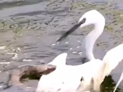 Snake Bites Heron's Wing In Viral Video