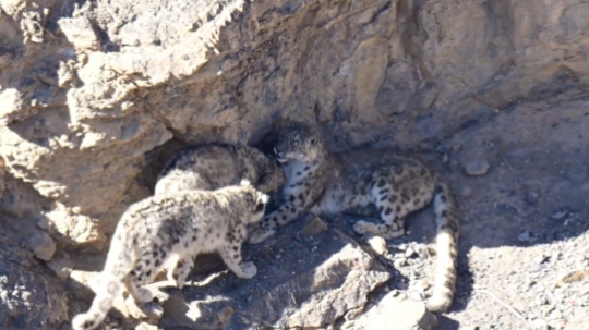 Snow Leopard Family Viral Video 