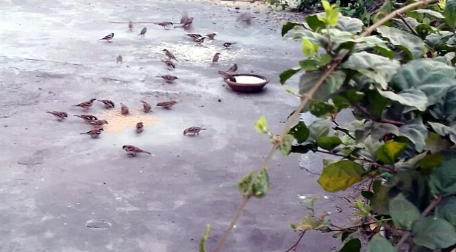 This family of UP has been rearing sparrows for 300 years