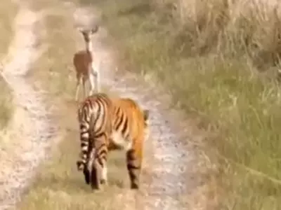 Tiger Walks Past Deer Without Attacking It