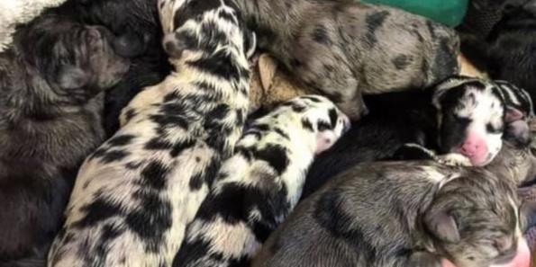 Great Dane dog gave birth to 21 children in 27 hours