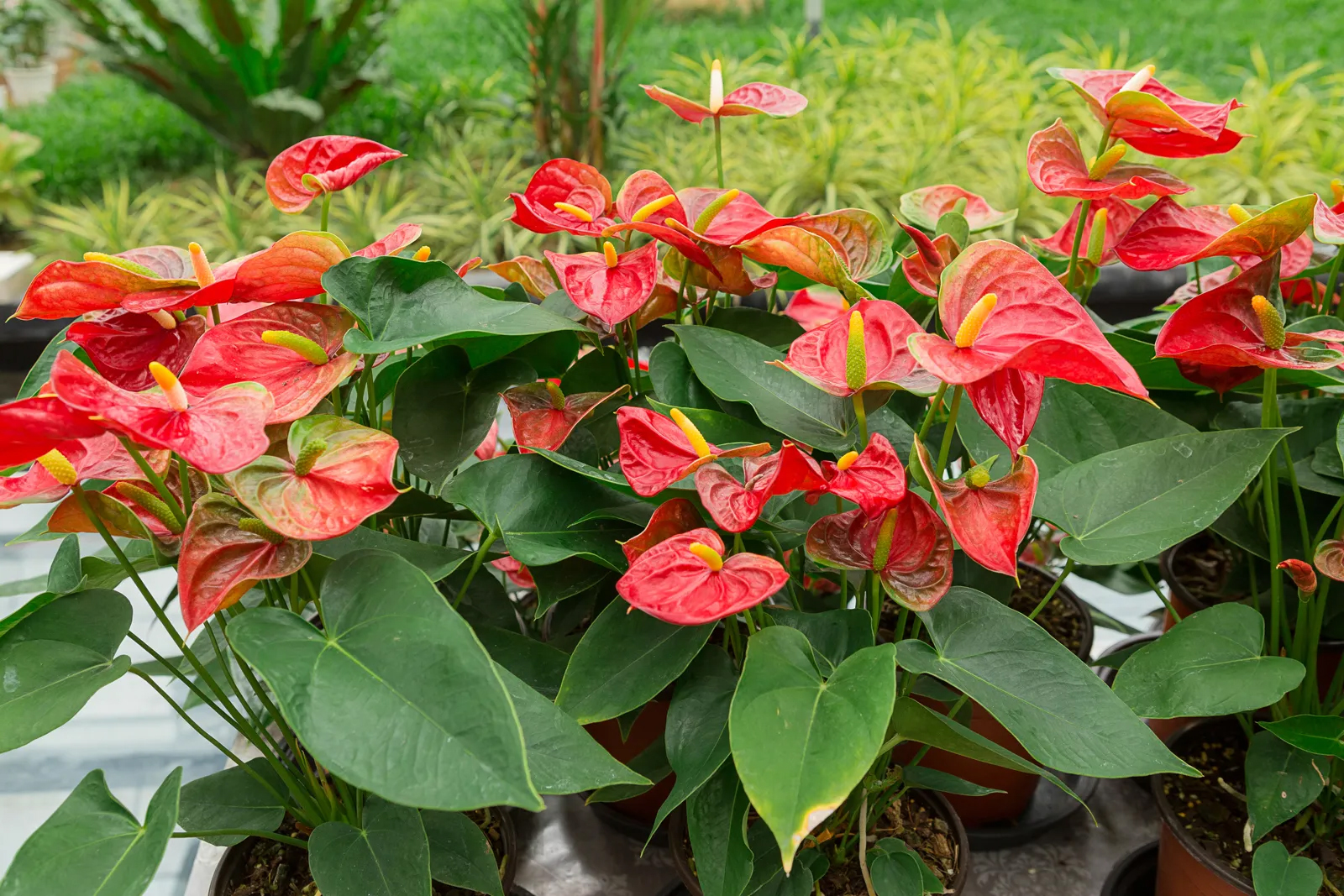 flamingo lily plant