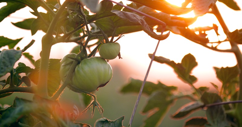 Raised Bed Vegetable Garden Ideas