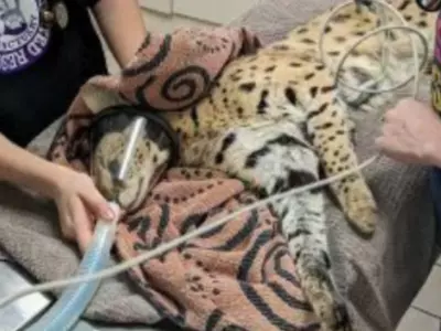 Wild Cat Tests Positive For Cocaine 