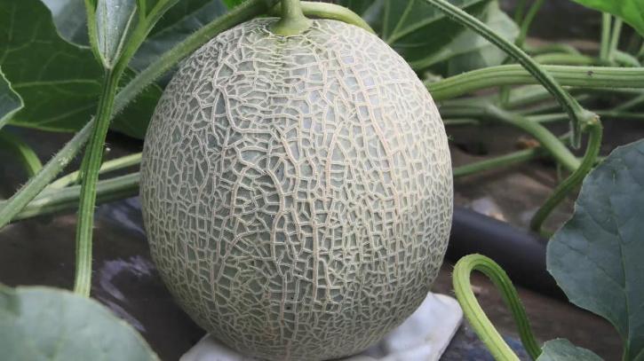 Yubari Melon