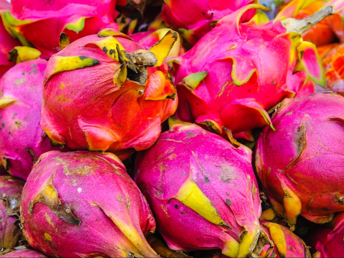 Seeds Shop  Pitaya Red Dragon fruit Seeds - Plant & Growing Guide