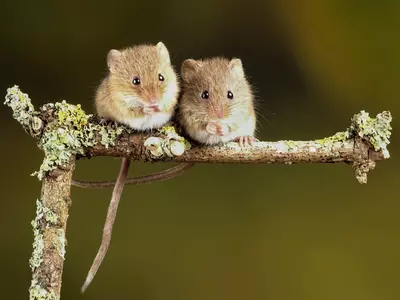 Mice Created From Two Fathers Could Change How We Perceive Reproduction