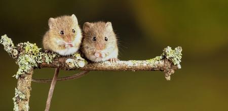 Mice Created From Two Fathers Could Change How We Perceive Reproduction