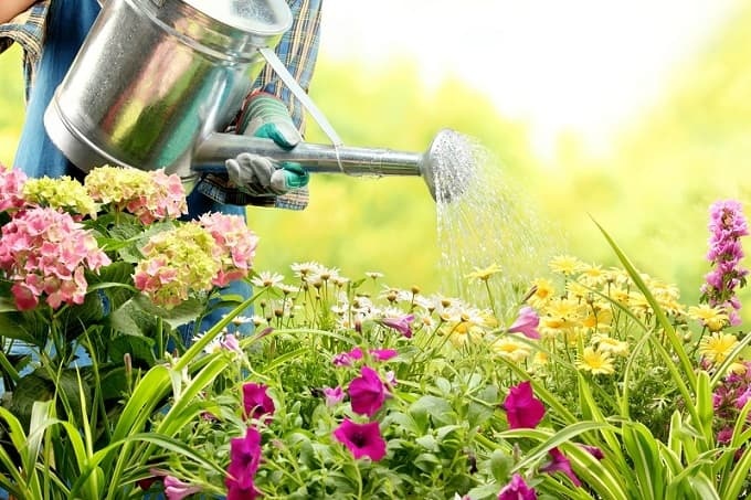 7 tips to keep the plants beautiful and green in summer