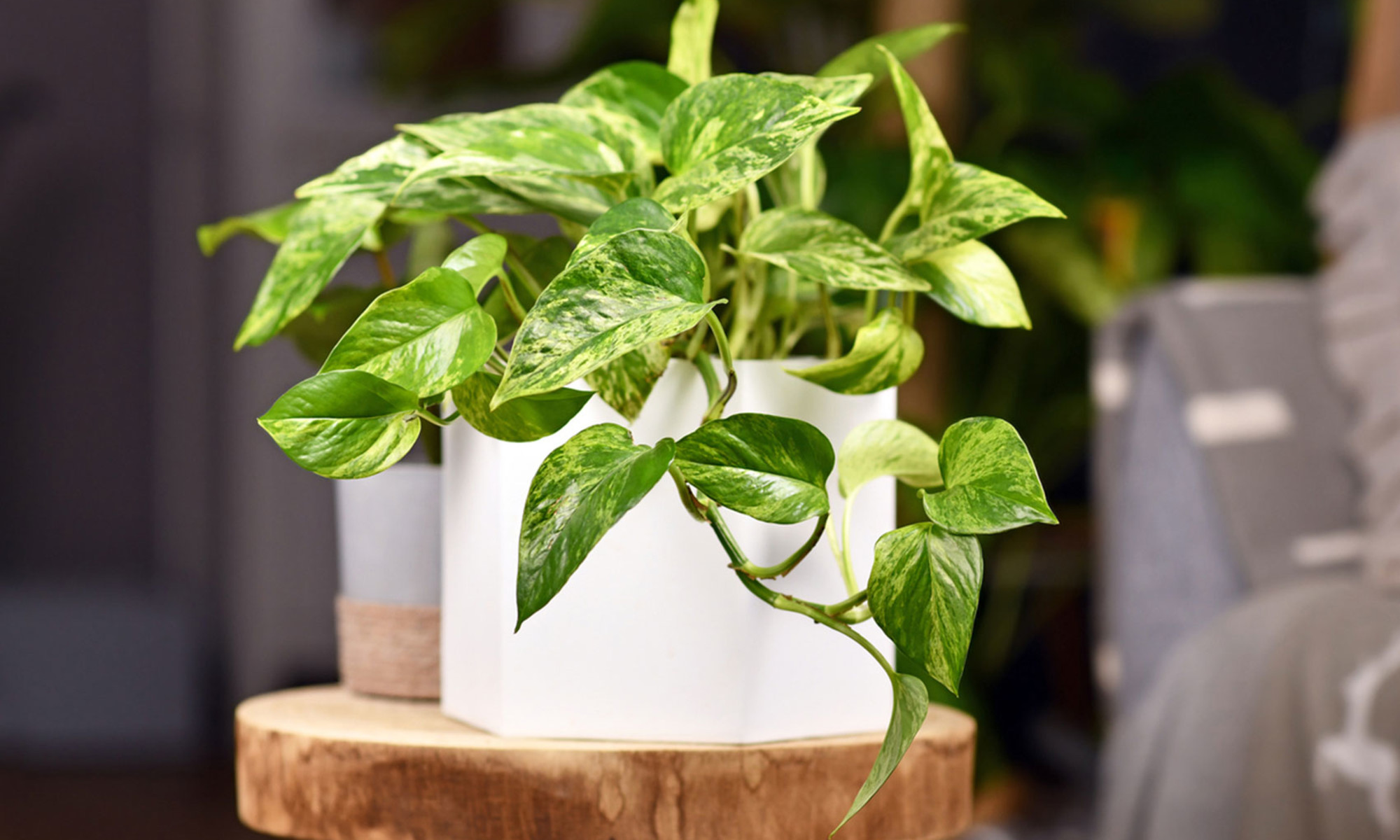 Golden Pothos