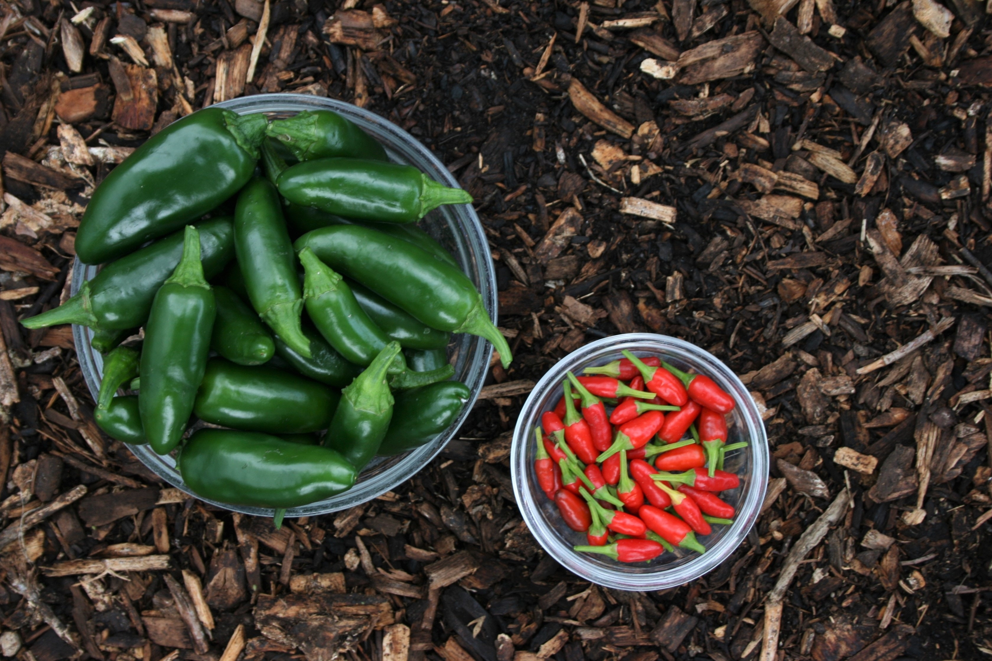 How To Grow Green Chillies From Seeds At Home
