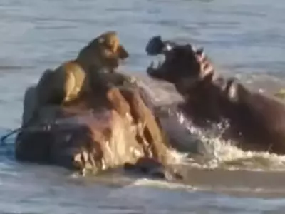 hippo attack lion