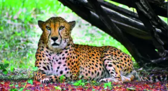 Hyderabad Cheetah Death