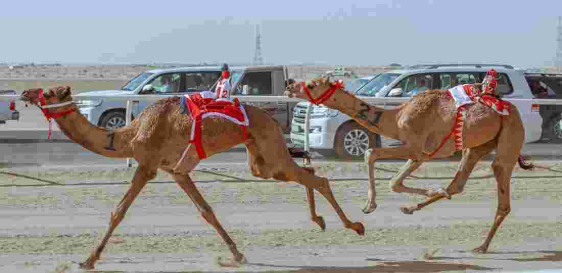 Saudi Arabia AlUla Camel Cup