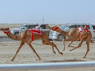 Saudi Arabia AlUla Camel Cup