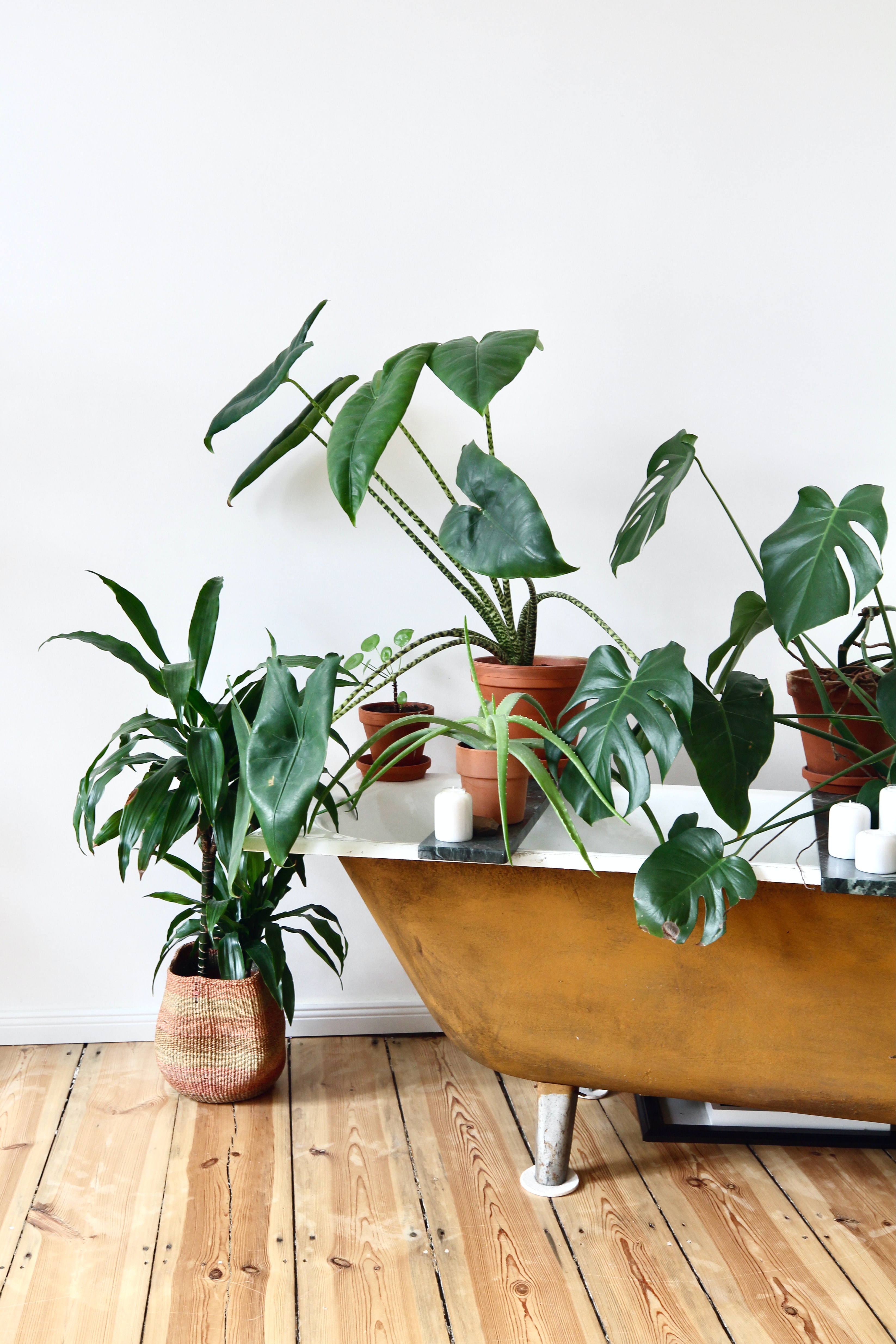 Most Beneficial Indoor Plant For Our Health And WellBeing