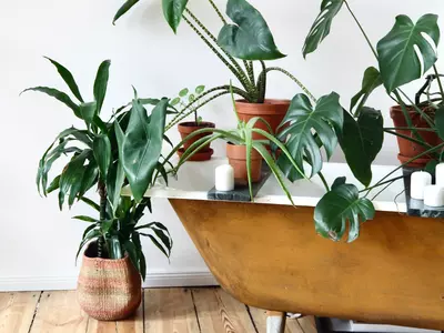 Most Beneficial Indoor Plant