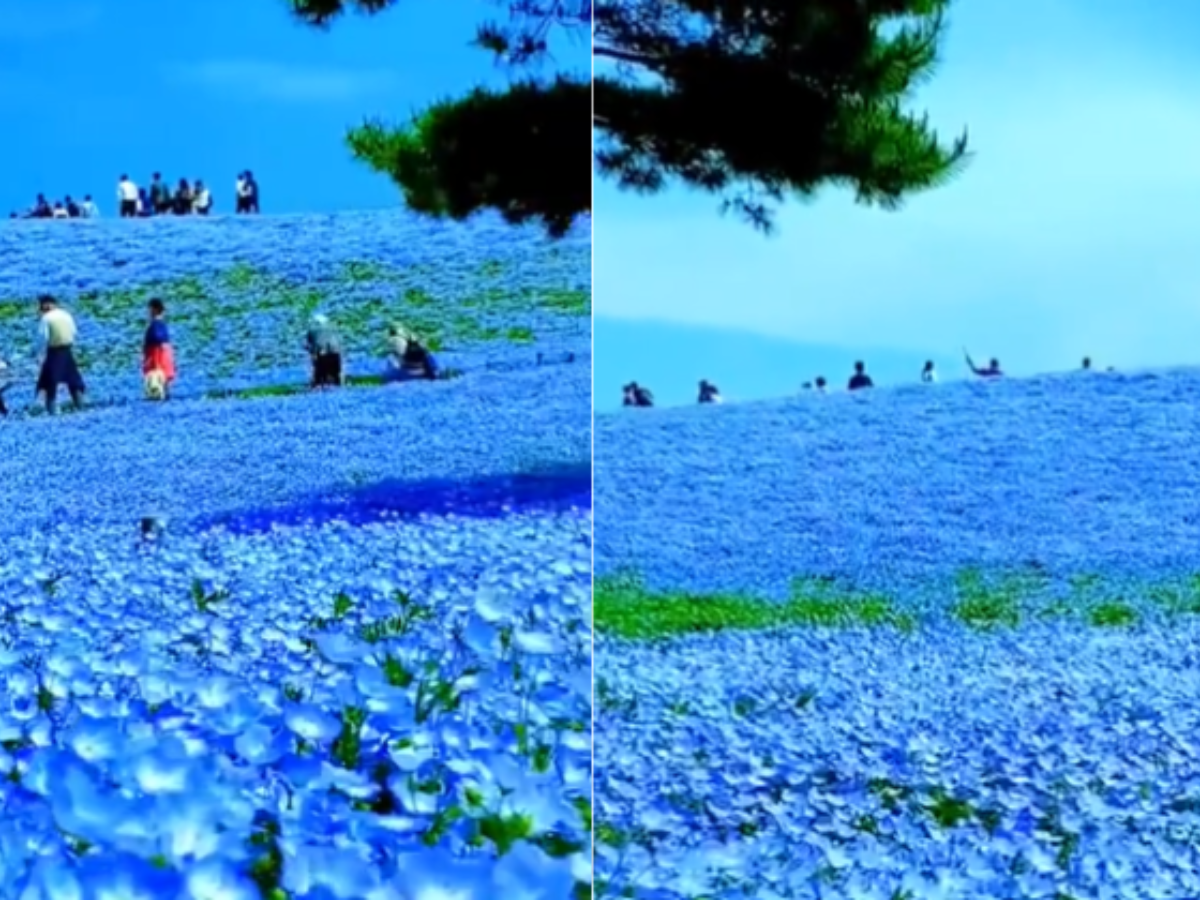 Japan's Valley Of Blue Flowers