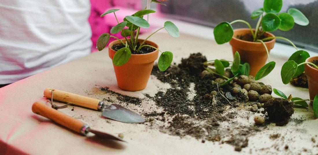 bone meal Fertilizer