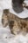 Snow Leopard's Lightning-Fast Descent During High-Speed Hunt Leaves Internet Shocked