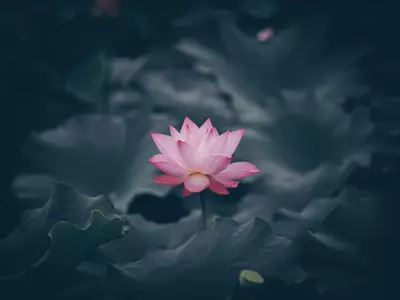 How To Grow Lotus From Seeds At Home
