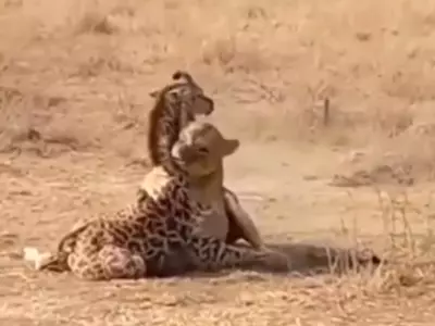 mother giraffe 
