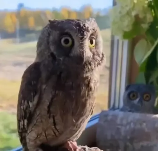 The internet has been stunned by a viral video of an owl rotating its head.