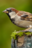 World Sparrow Day: दुनिया की इकलौती स्मृति-पट्टिका जो एक गौरैया की याद में बनवाई गई थी, IFS ने शेयर की फ़ोटो 