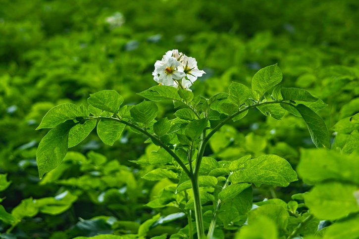 How To Grow Potatoes At Home