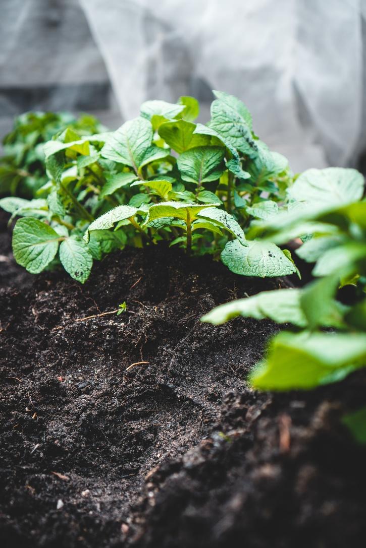 How To Grow Potatoes At Home