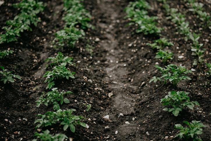 How To Grow Potatoes At Home