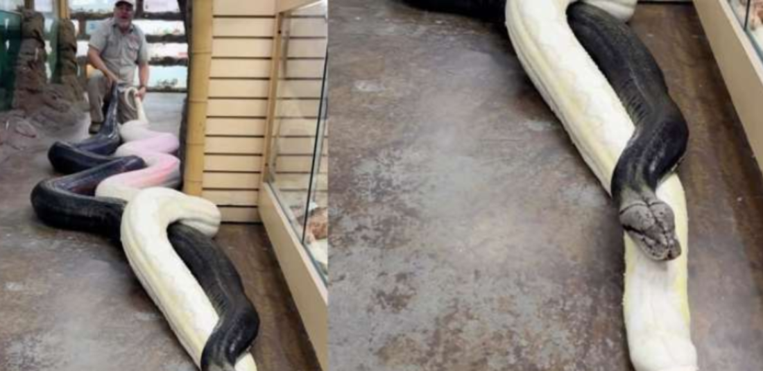 Man Drags Two Enormous Pythons By Their Tails