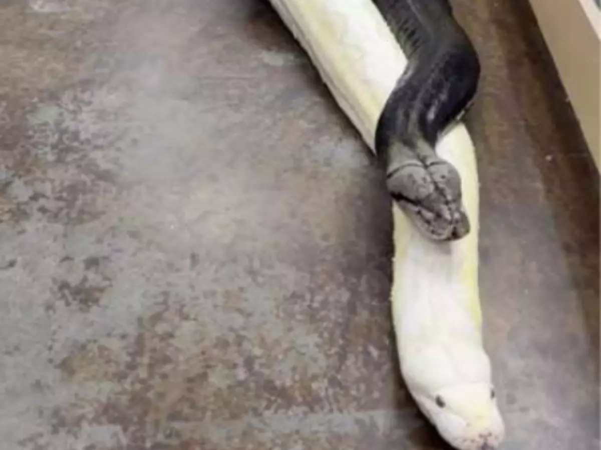 Man Drags Two Enormous Pythons By Their Tails