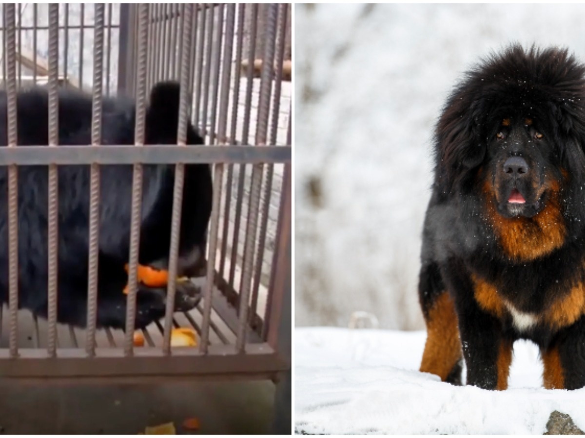 Chinese Family Raises Animal Thinking It Is A Dog, Turns Out To Be A Bear