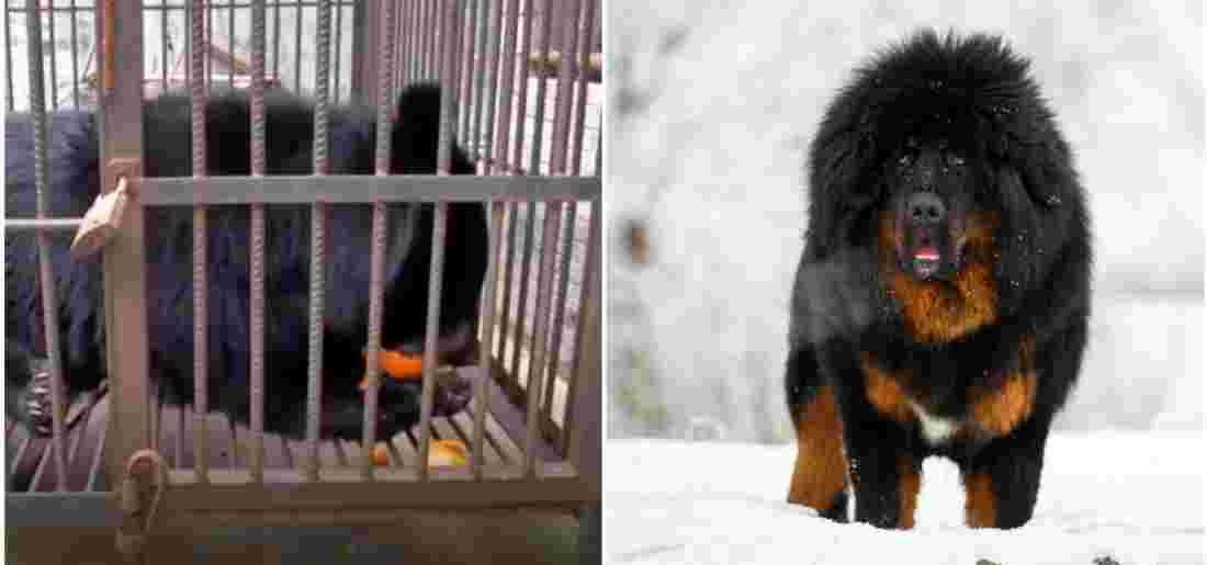 Chinese Family Raises Animal Thinking It Is A Dog, Turns Out To Be A Bear