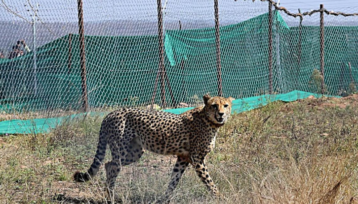 female cheetah brought from namibia died in kuno national park