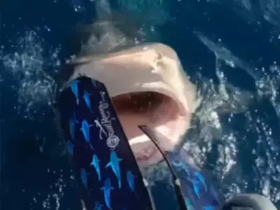 shark attack 